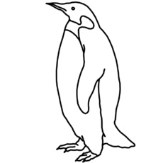 pinguin.jpg